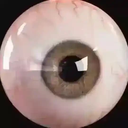 el ojo
