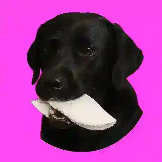 Tapioca Normal Profile