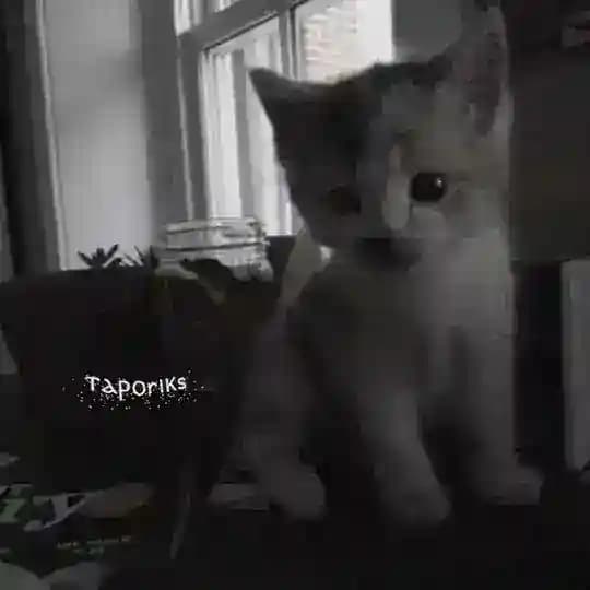 ⳝⲟⲧυⲕυ ⲟⲧ ⲧⲁⲣⲟrⲓⲕs𓇼