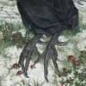ayam cemani