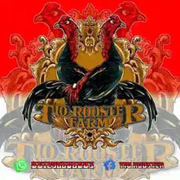 TIO ROOSTER FARM CHANEL Profile