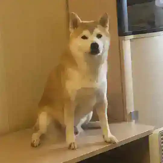 Тихий нос