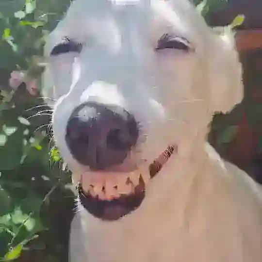 TuNhyingMaMi.2 myanmar sub Profile