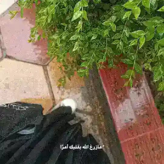 ﴿فإِنِّي قَرِيبٌ﴾ 🌱.