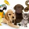 Тварини України 🇺🇦| Pets UA