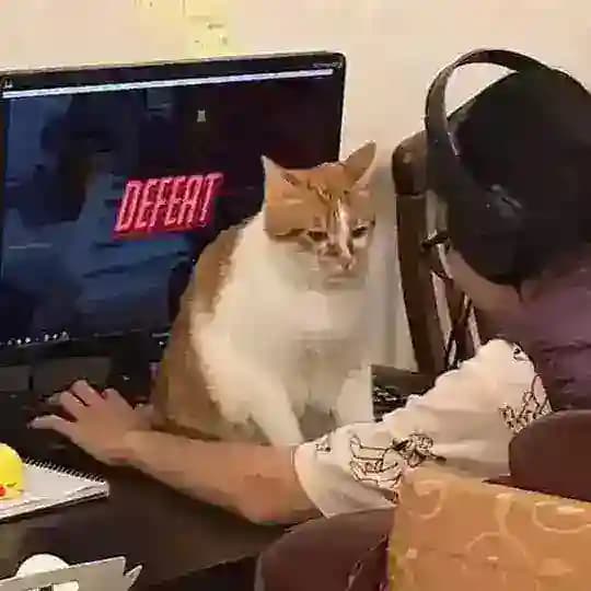 коты в необычных местах