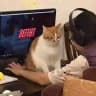 коты в необычных местах