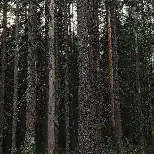 окоём