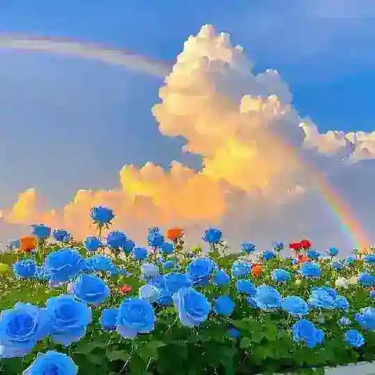 感情文案馆+风景 Profile