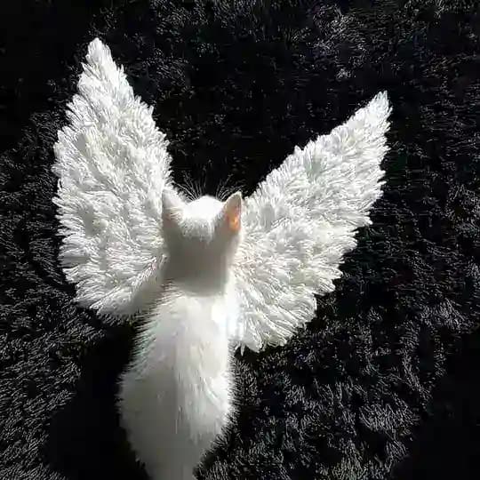 قطتك