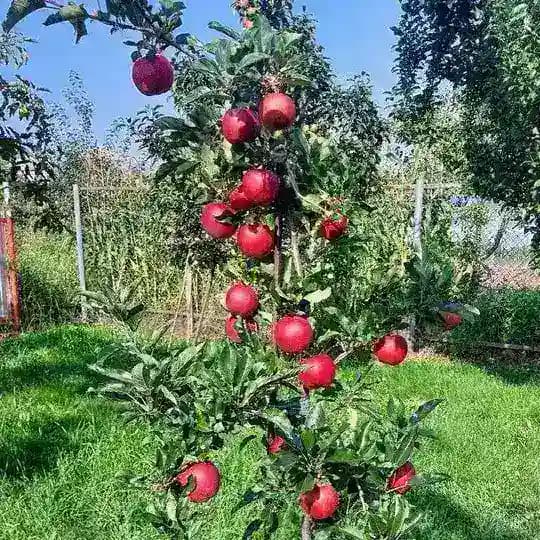 Записки садовода 🍎
