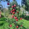 Записки садовода 🍎