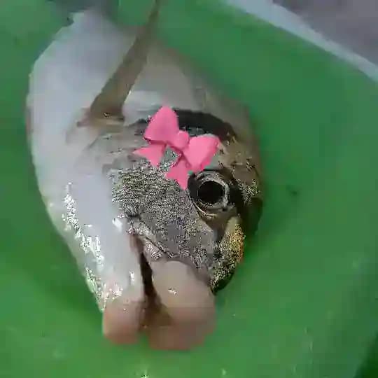فلر بصراوي-memes