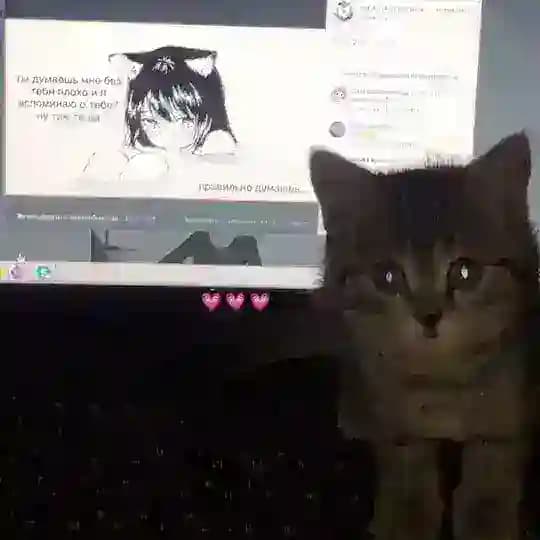 стикеры/видео с котами