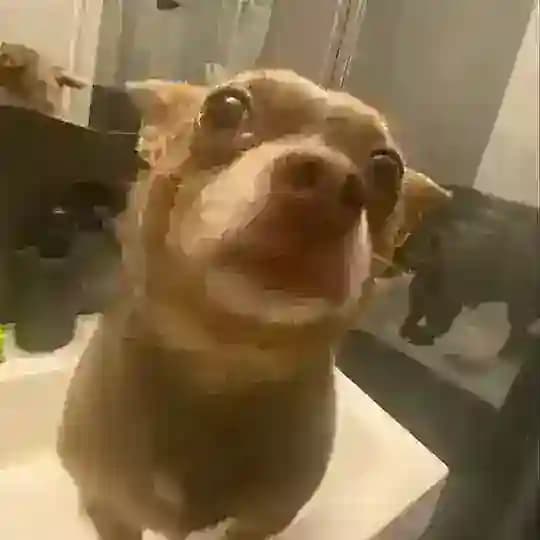 vikishowix