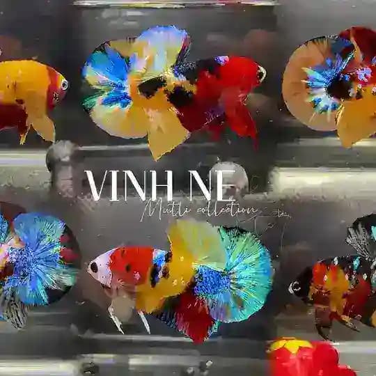 Vinh Ne Betta🇻🇳🇻🇳