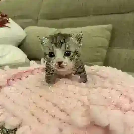 всратые котята с авито в телеграме