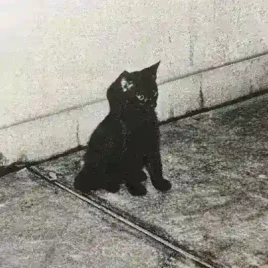 سهرنالك