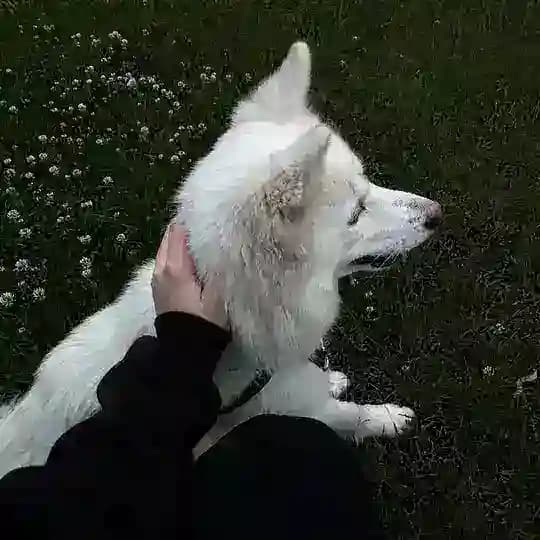 Облачко на небе 🐾