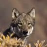 Wolf Gifs 🐺