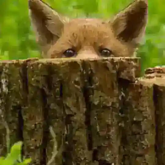 foxblog channel