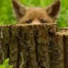 foxblog channel