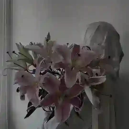 𓄼 خانـم 𓄹
