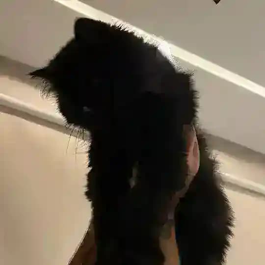 K.
