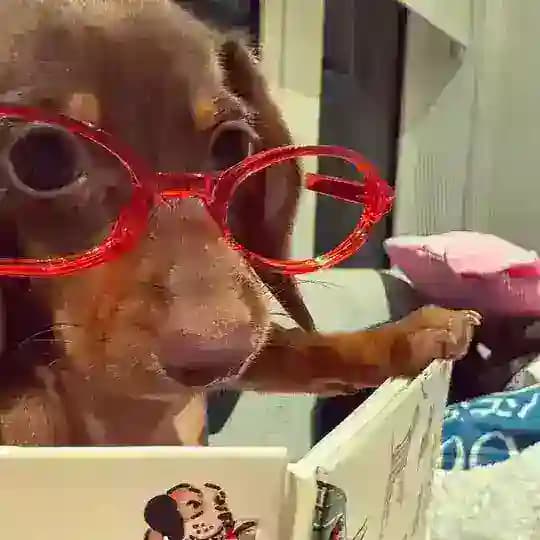 小狸🦊的频道