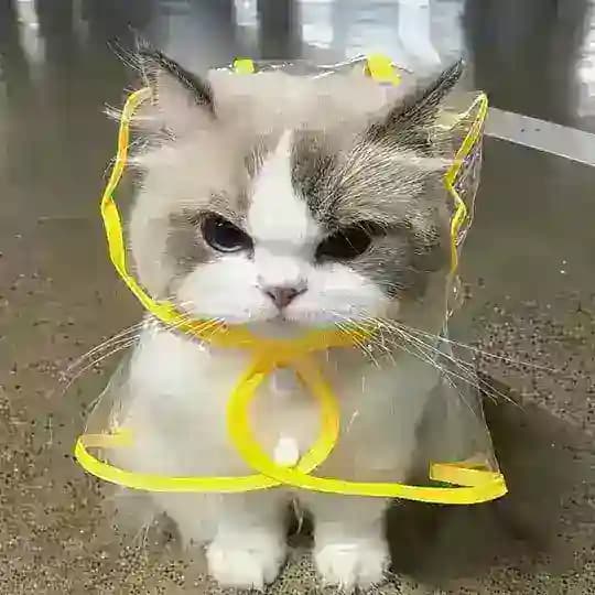 小猫主频道