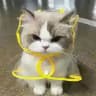 小猫主频道