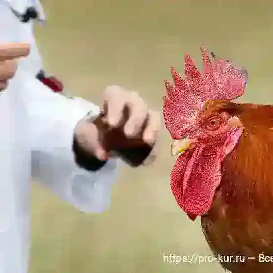 🏥Дакан хуроз касалликлари 🏆