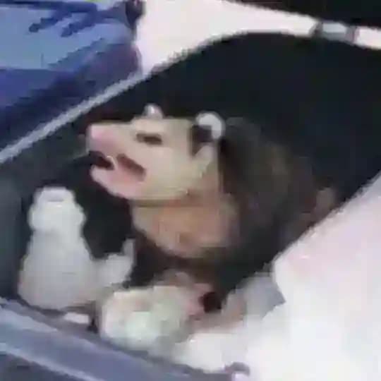 эрос свиных котлеток