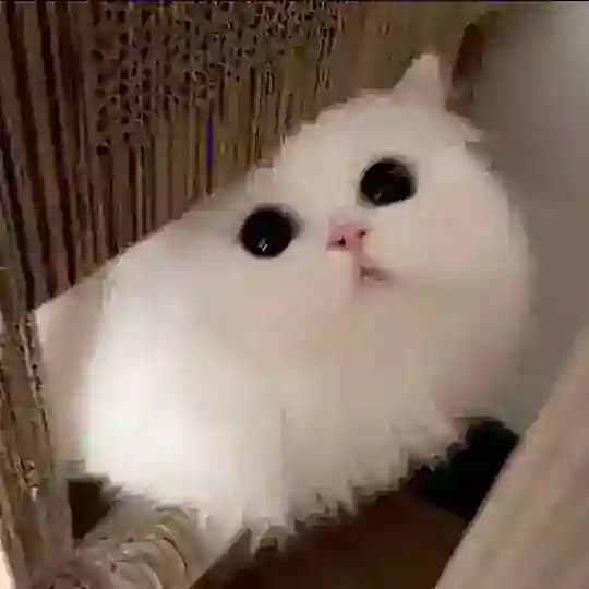 椰汁🥥