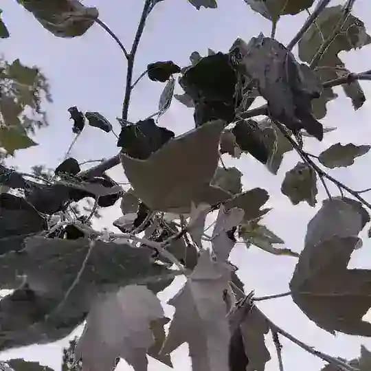 Заметки Скворца 📜