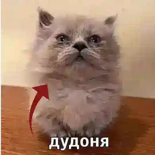 Муравьиный замок
