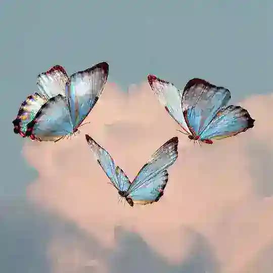 𝘽𝙪𝙩𝙩𝙚𝙧𝙛𝙡𝙮🦋