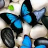 🦋جنوبية 🦋