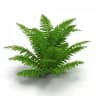radioactive fern.