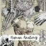 Zagazig Human Anatomy|ومضات