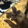 Zoloto_____888_zuhra