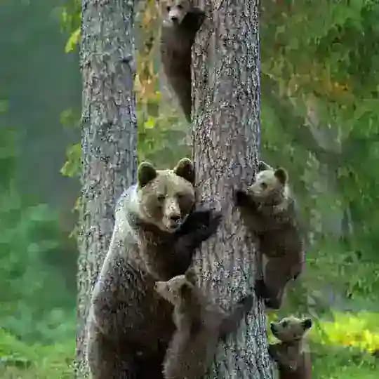Зверинец