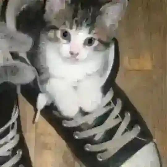 Архив 🪈 ᥲⲏ𐔏ᥱ᥈ ᥴ ⳅᥱⲙ᥈υ 🪽