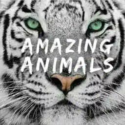 🦋 Amazing Animals™️ 🦋 Profile
