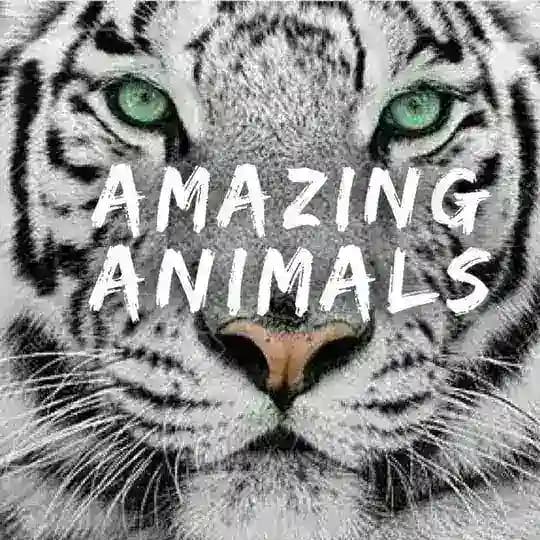 ๐ฆ Amazing Animalsโข๏ธ ๐ฆ