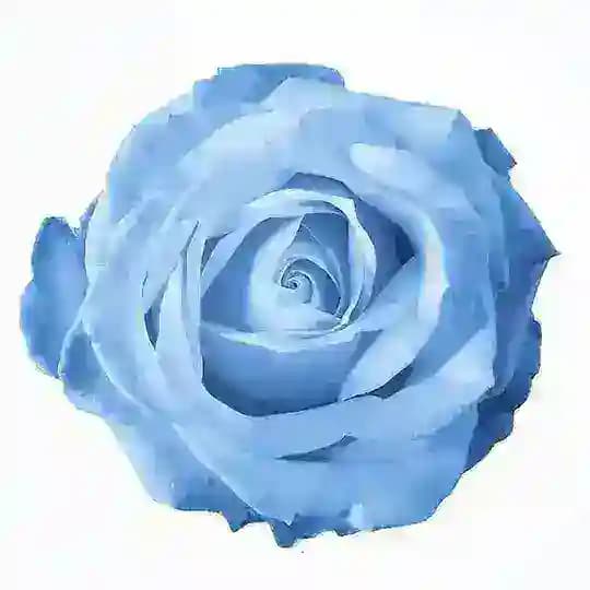 𝙱𝙻𝚄𝙴 𝚁𝙾𝚂𝙴🩵