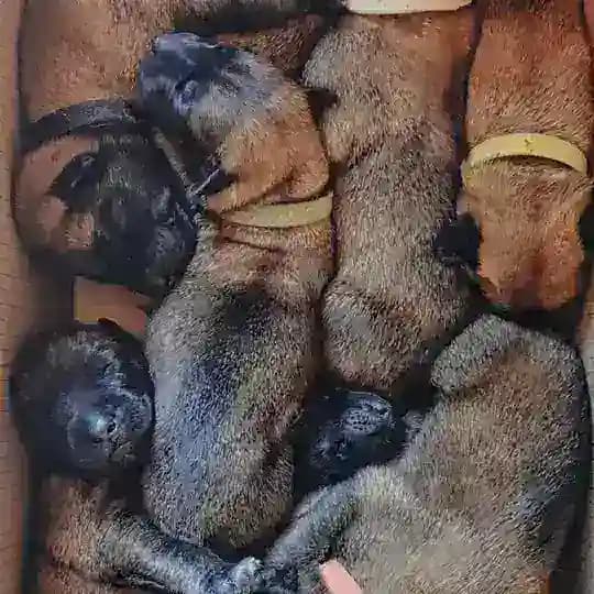 CODENZO malinois