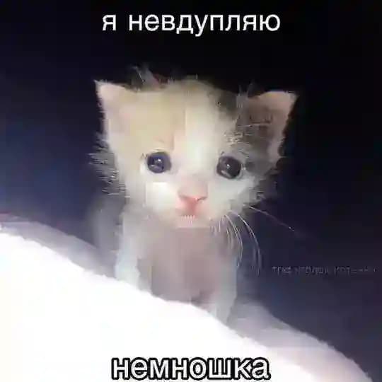 НАБОР В АДМИНЫ КОТИКИ С ПОДПИСЬЮ CONFESSION