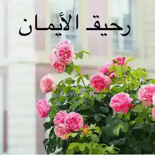 رحيق الإيمان ☘️