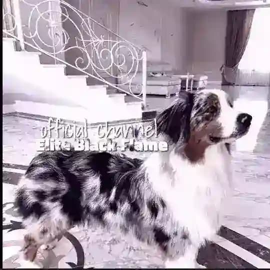 𝑬𝒍𝒊𝒕𝒆 𝑩𝒍𝒂𝒄𝒌 𝑭𝒍𝒂𝒎𝒆 ПЕРЕСТРОЙКА